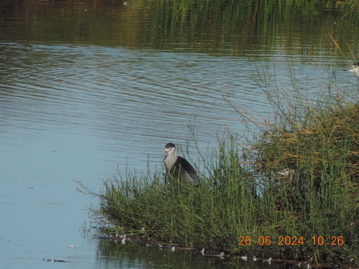 Black-crowned Night Heron - Ignacio Ramírez