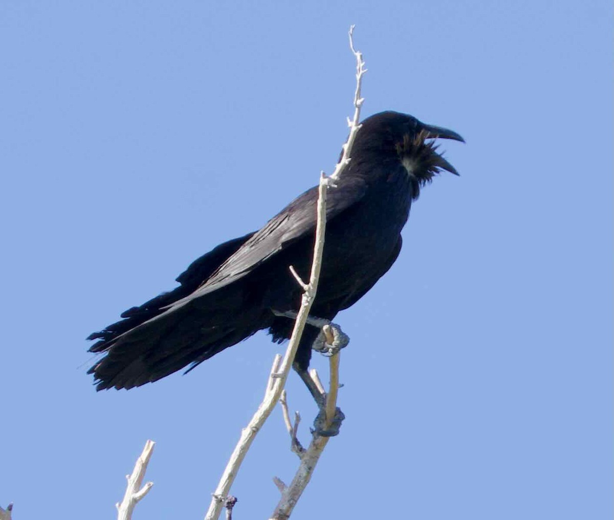 Common Raven - James Gamber