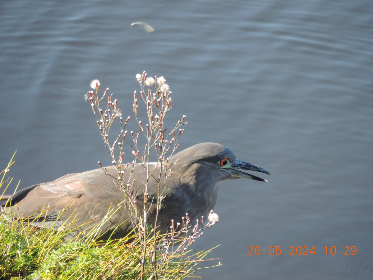 Black-crowned Night Heron - Ignacio Ramírez