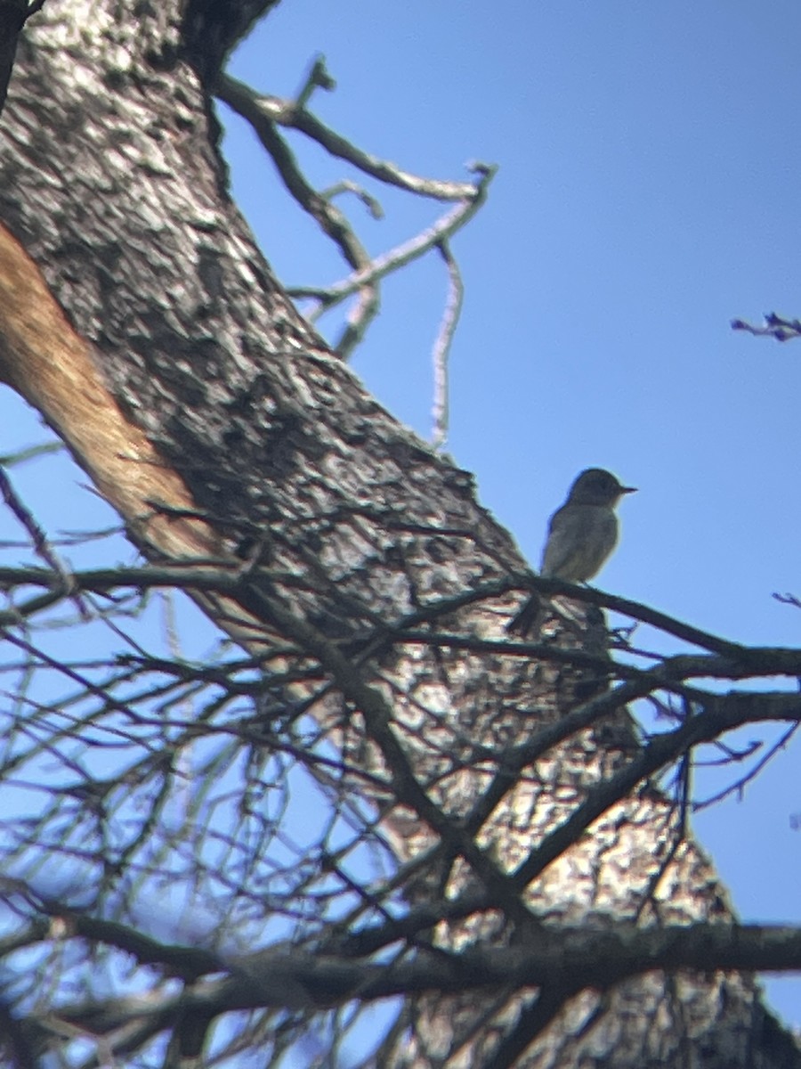 Gray Flycatcher - Mackenzie Hollender