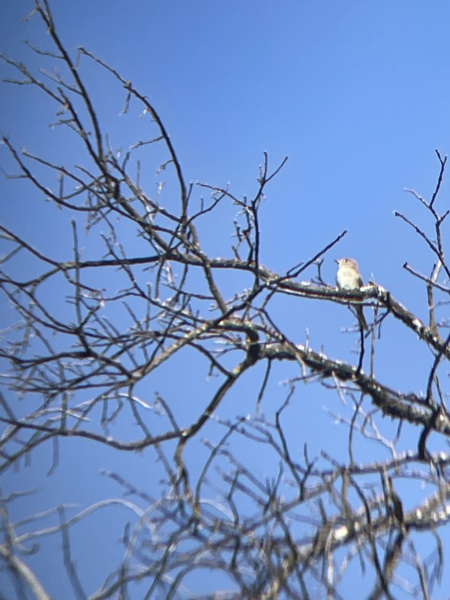 Gray Flycatcher - Mackenzie Hollender