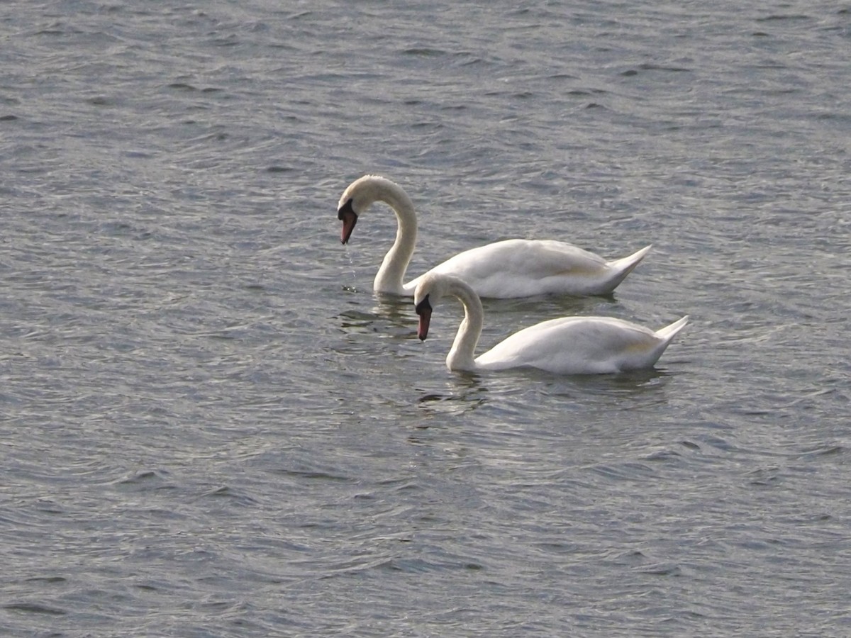 Mute Swan - ML619657844