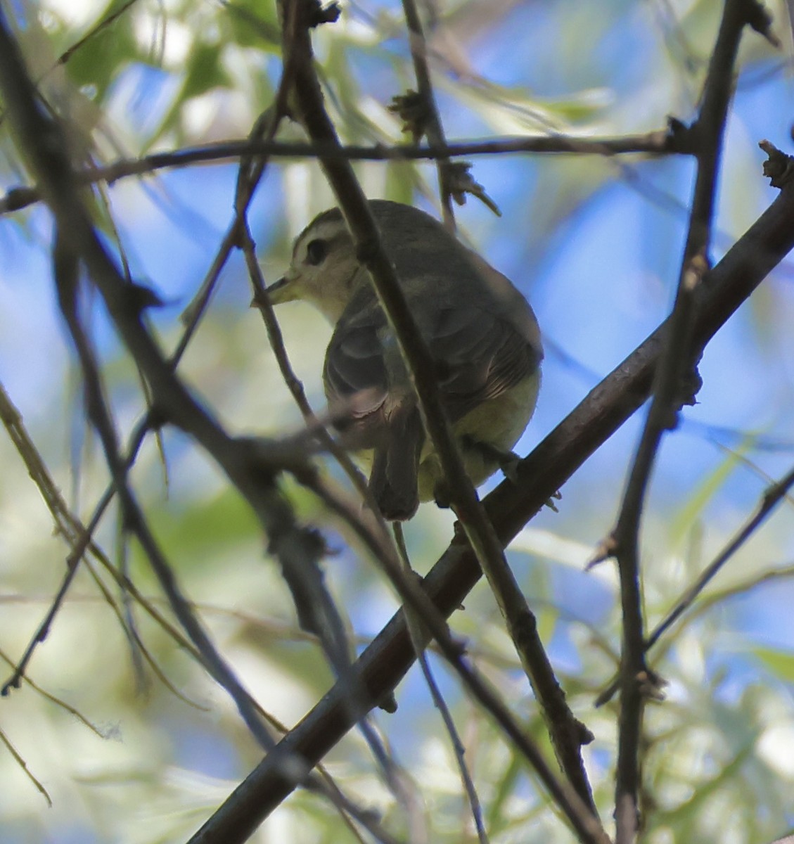 Warbling Vireo - Gretchen Framel