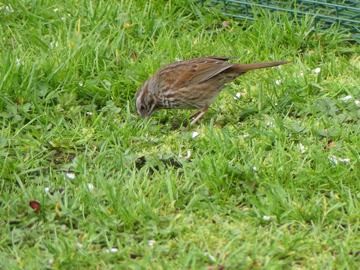 Song Sparrow - Gus van Vliet