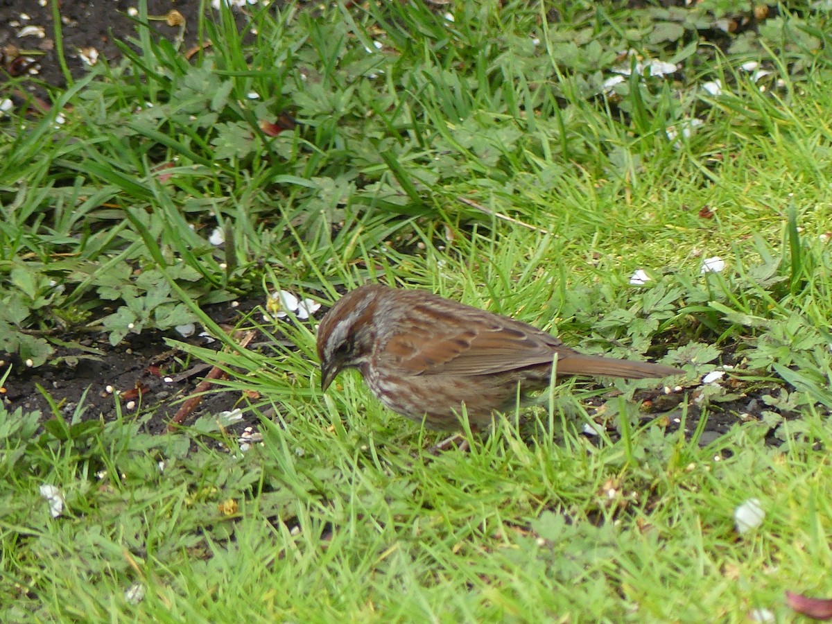 Song Sparrow - Gus van Vliet