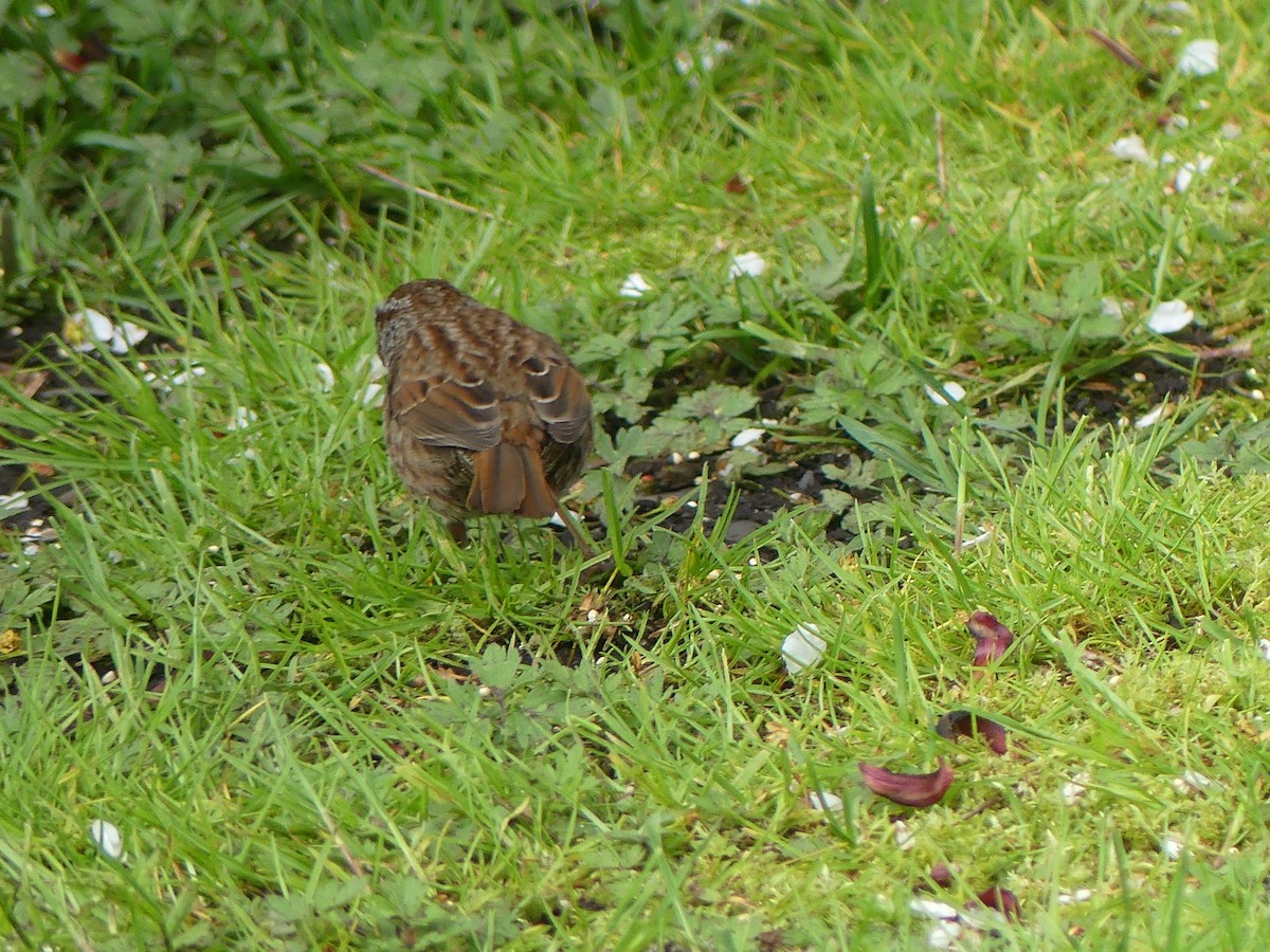 Song Sparrow - Gus van Vliet