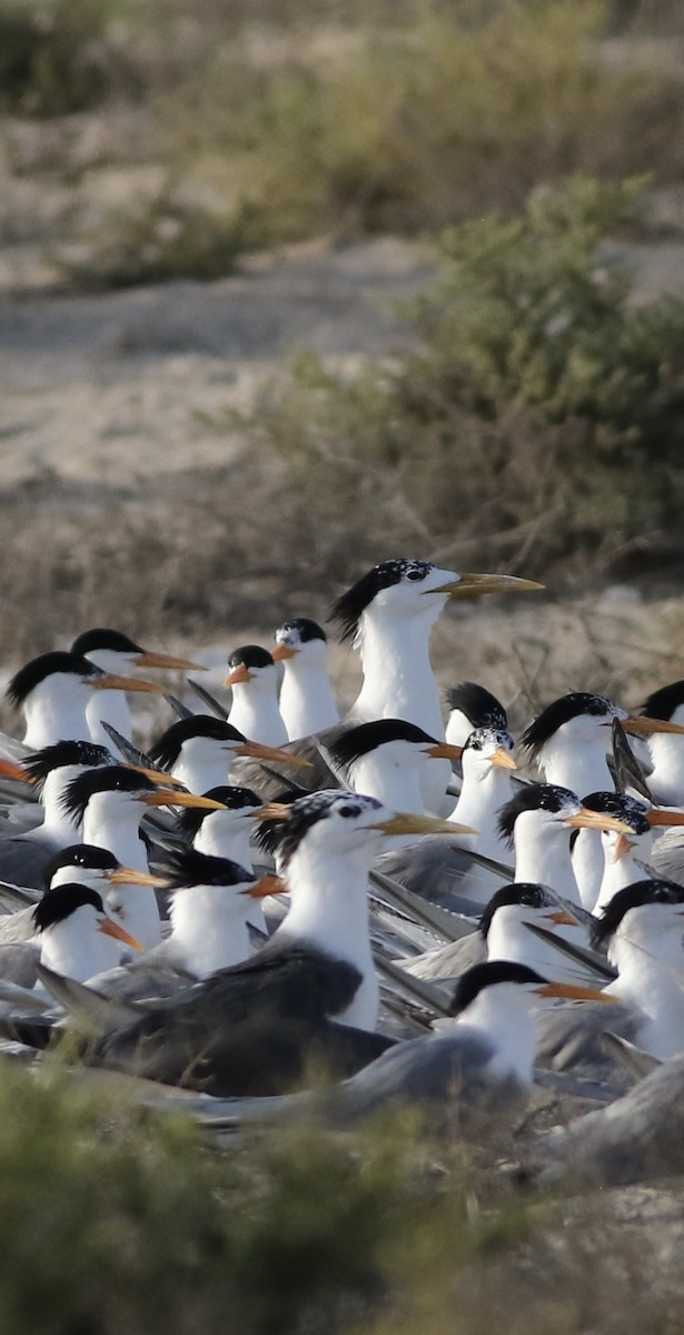 Great Crested Tern - Mohammed Alazmi