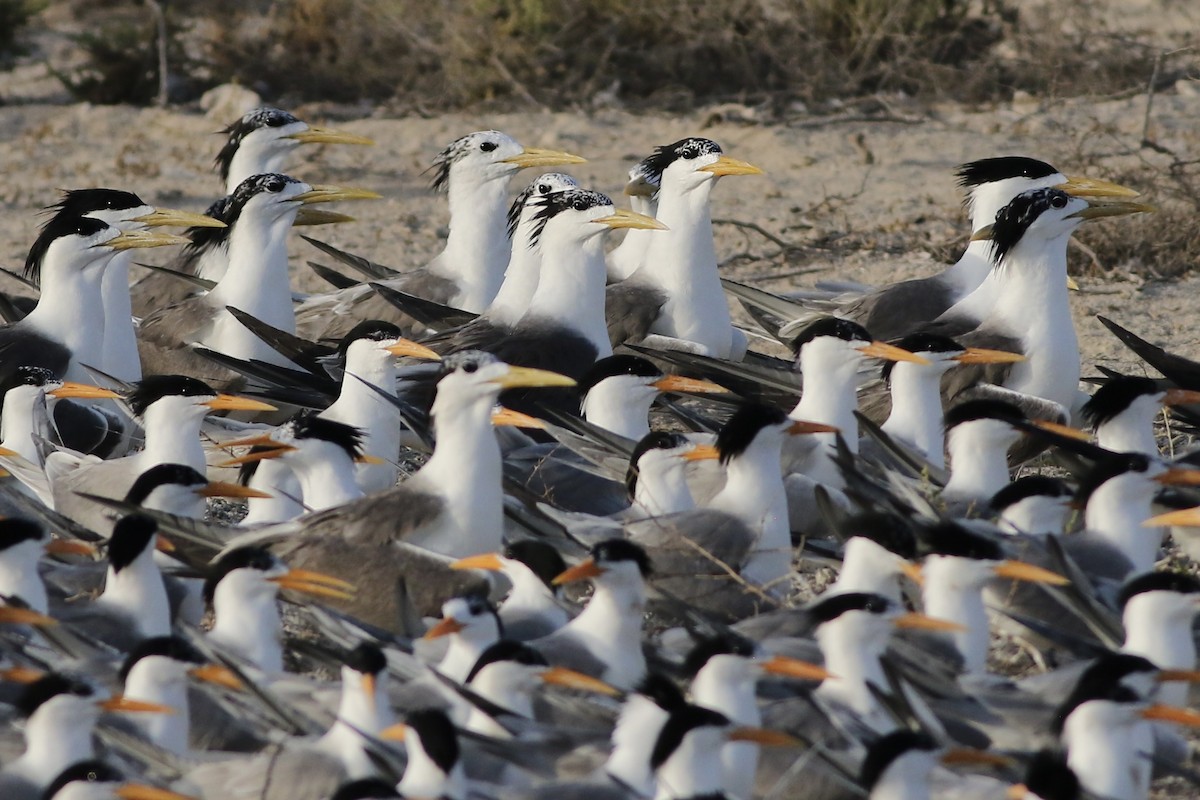 Great Crested Tern - ML619657860