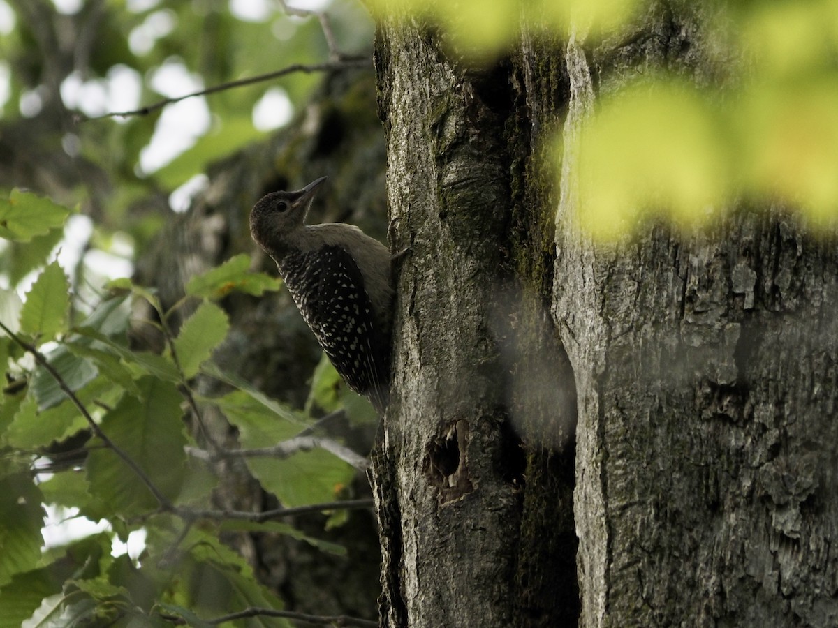 Red-bellied Woodpecker - ML619657864