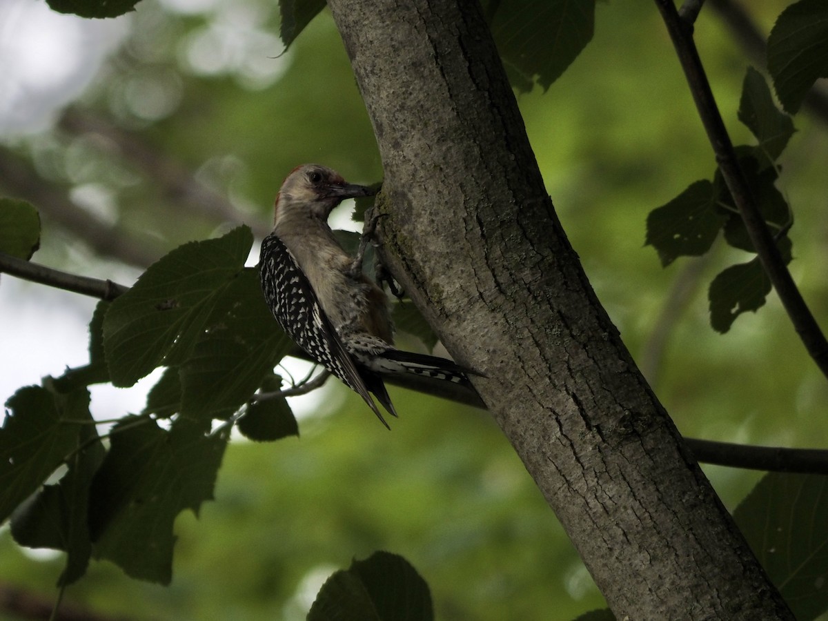 Red-bellied Woodpecker - Tyler Nahlik