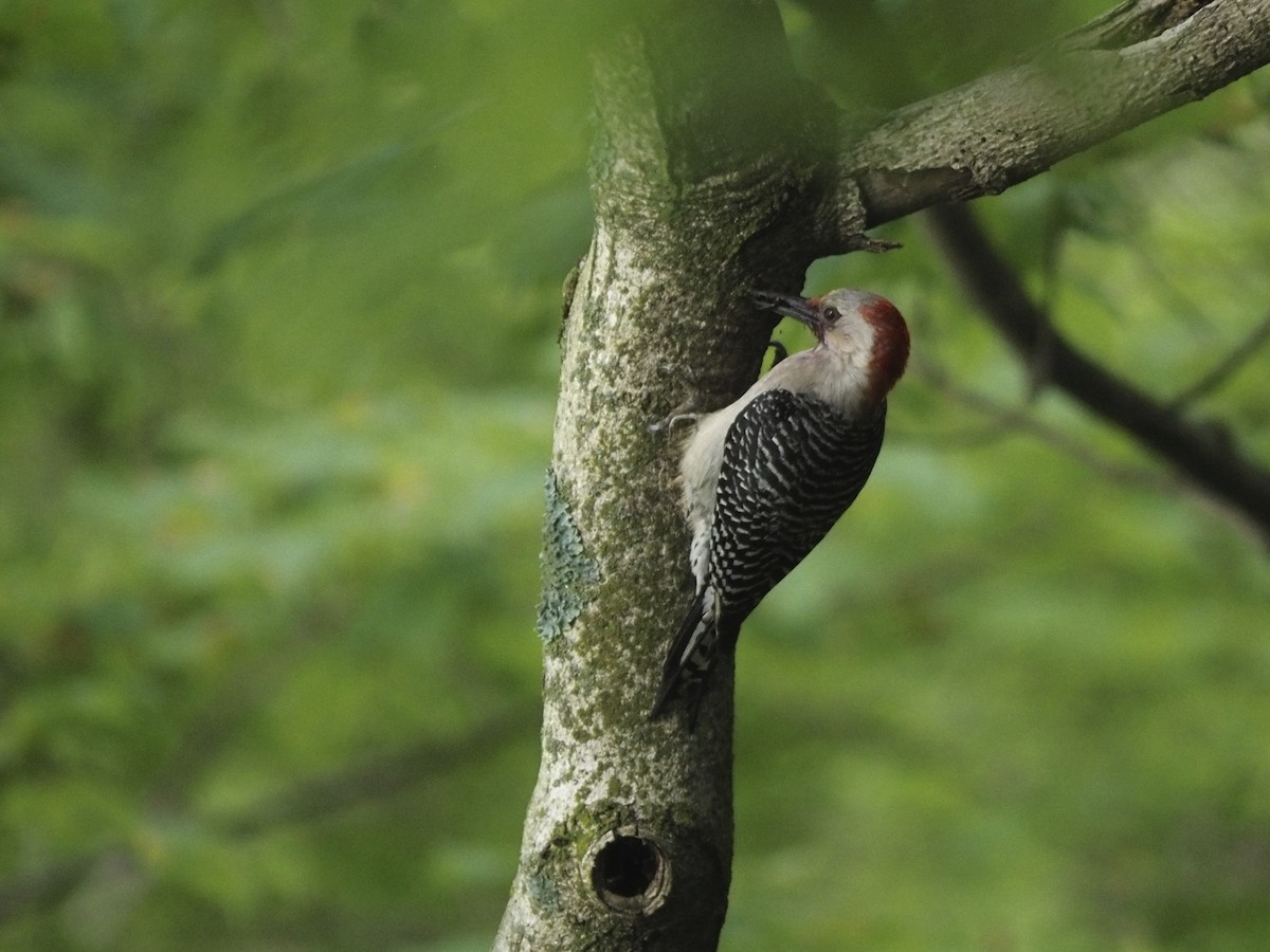 Red-bellied Woodpecker - Tyler Nahlik