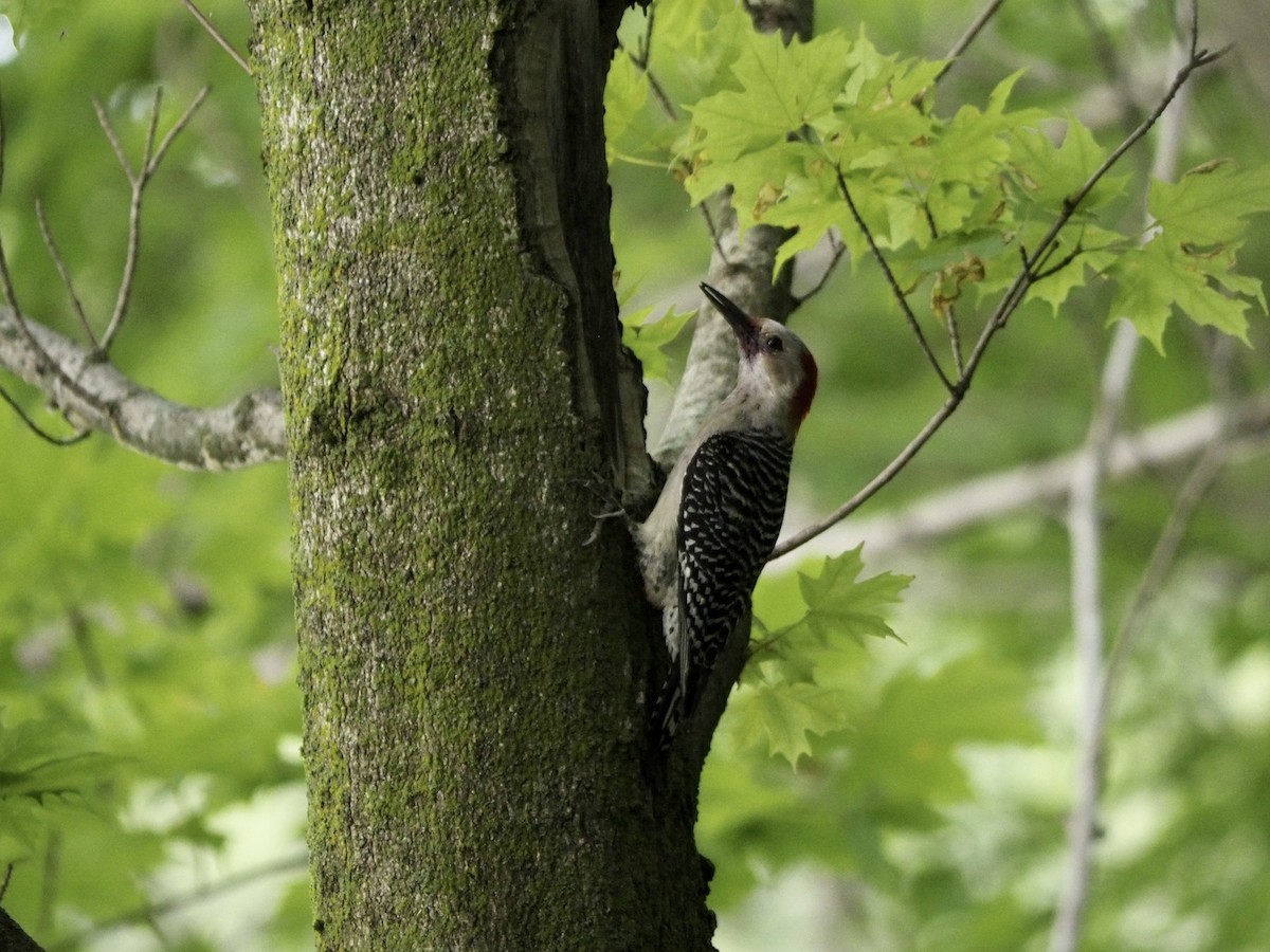 Red-bellied Woodpecker - Tyler Nahlik