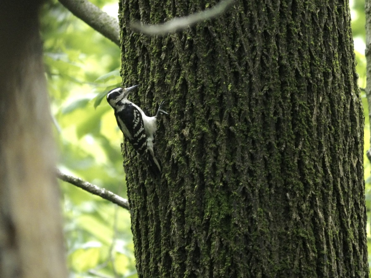 Hairy Woodpecker - ML619657872