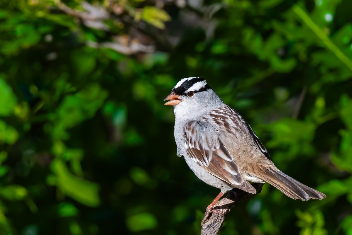 White-crowned Sparrow (Dark-lored) - ML619657878