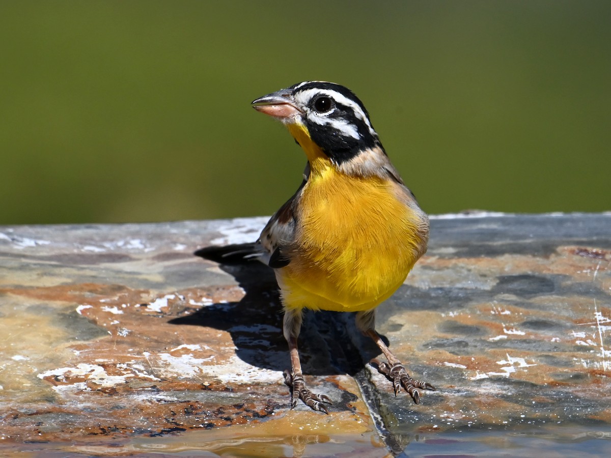 Golden-breasted Bunting - jerald britten