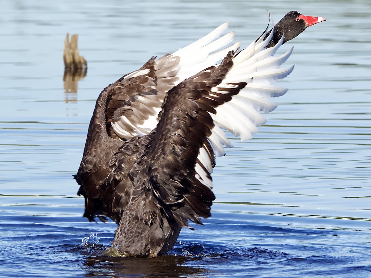 Black Swan - Allan Johns