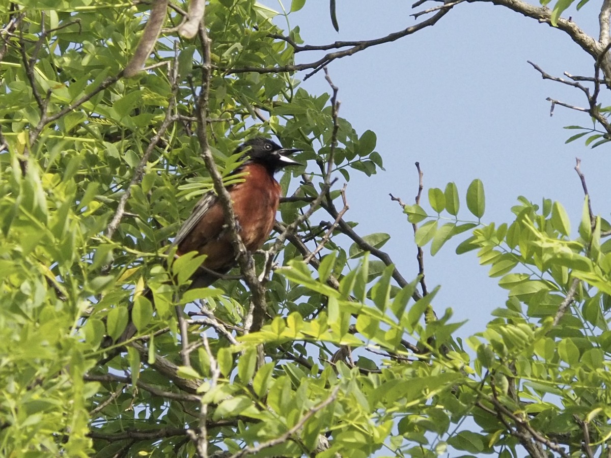 Orchard Oriole - Tyler Nahlik