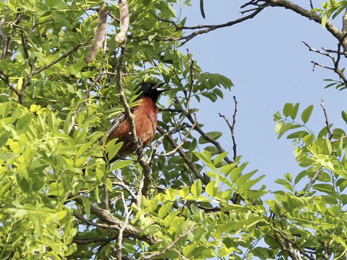 Orchard Oriole - Tyler Nahlik