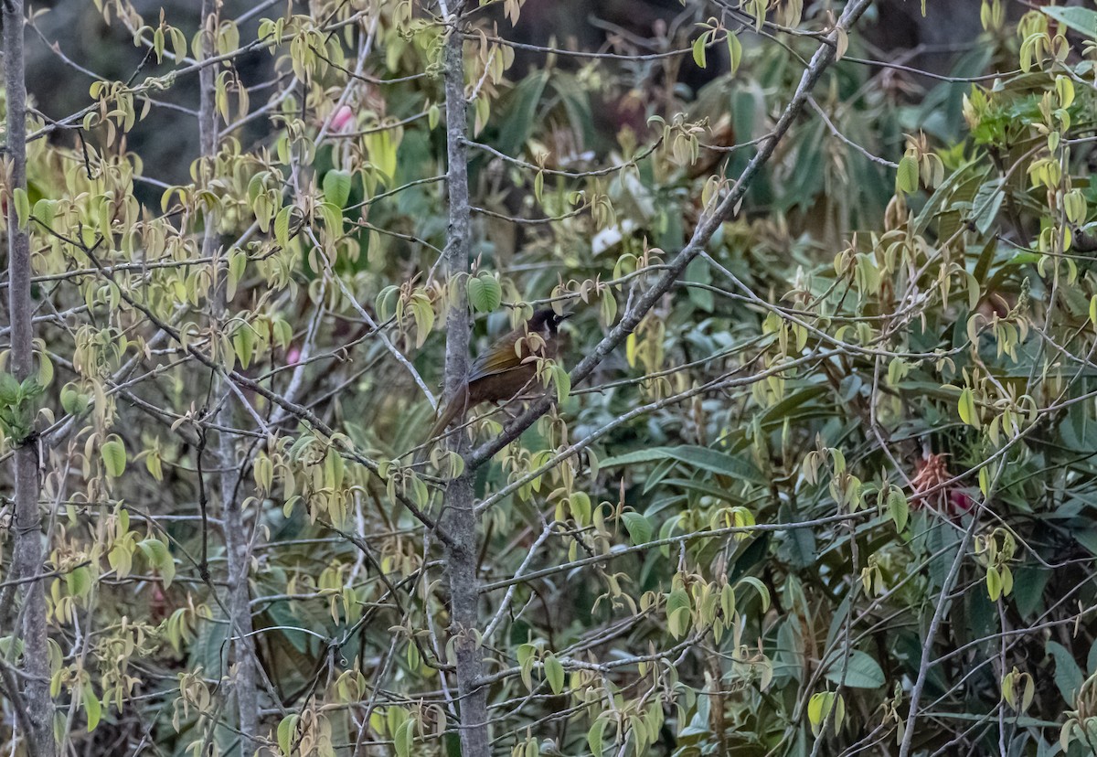 Black-faced Laughingthrush - Arun Raghuraman