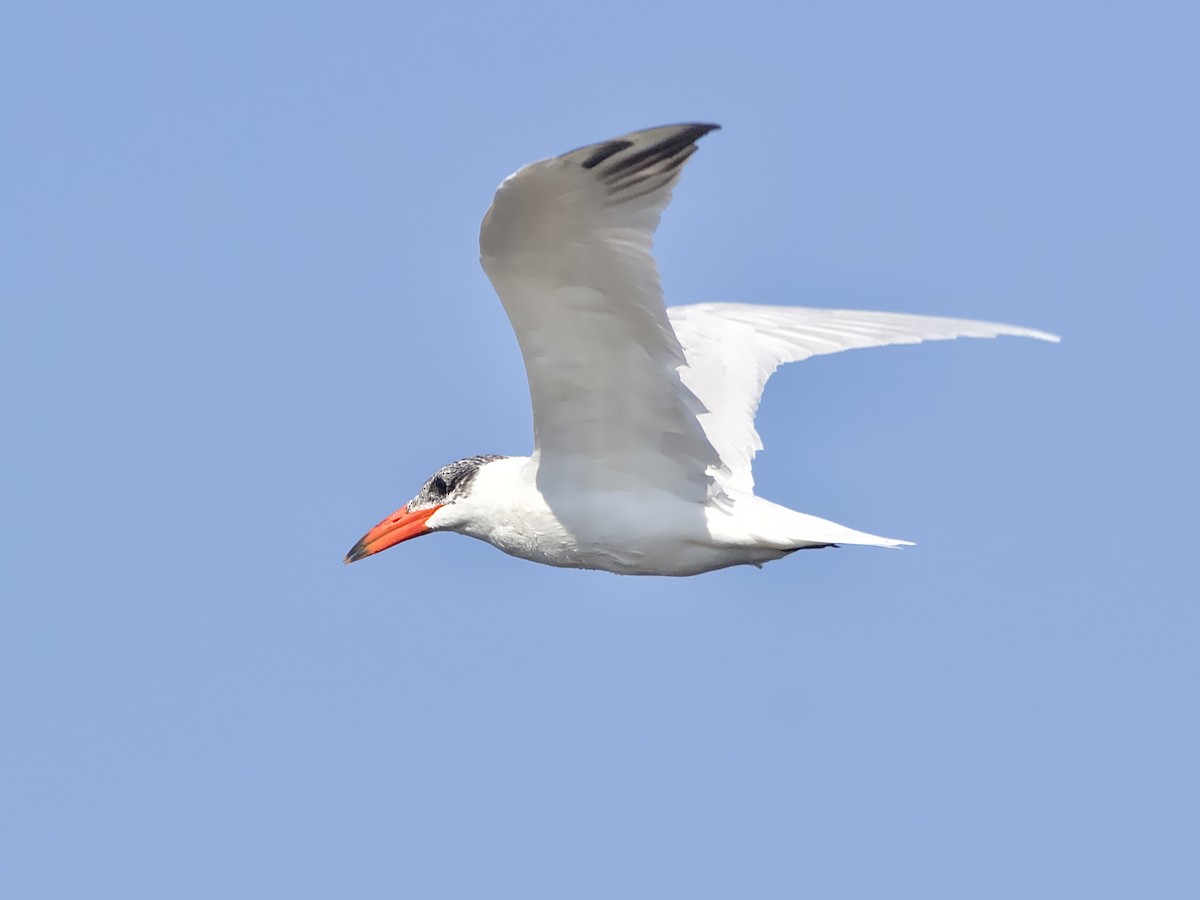 Caspian Tern - Allan Johns