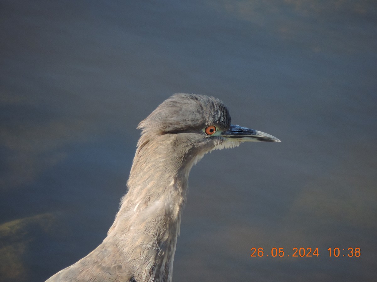 Black-crowned Night Heron - Ignacio Ramírez