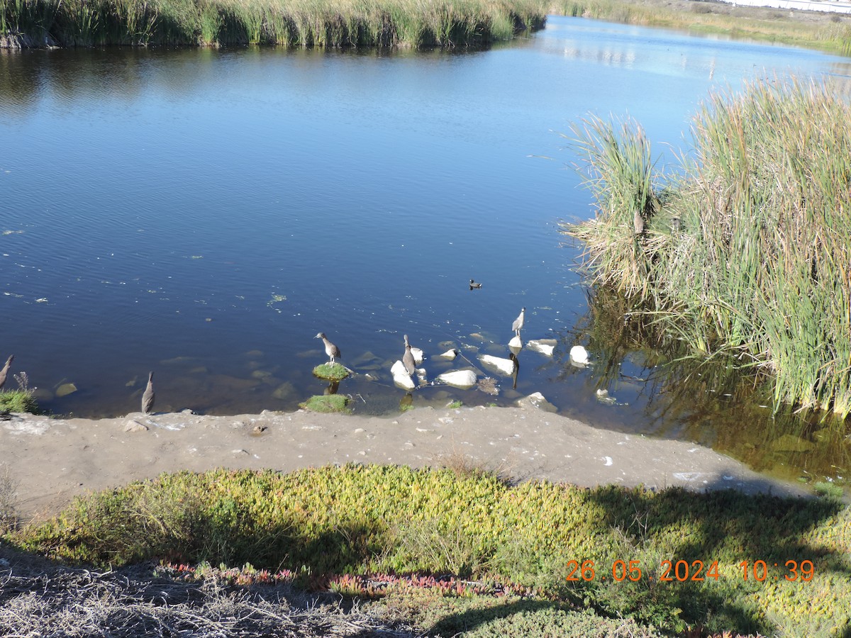 Black-crowned Night Heron - ML619657914