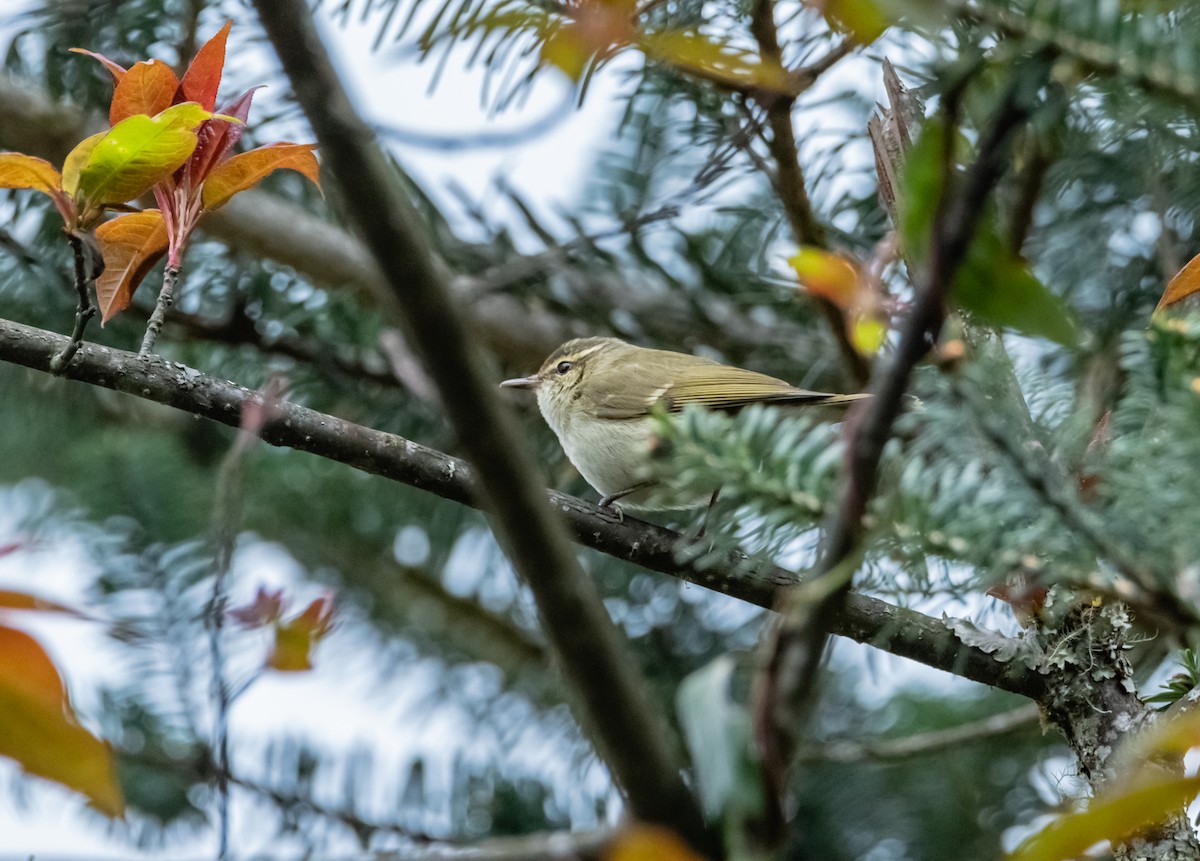 Blyth's Leaf Warbler - ML619657917