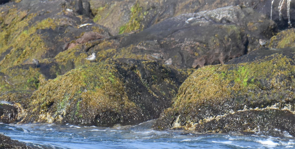 Semipalmated Sandpiper - Zachary Peterson