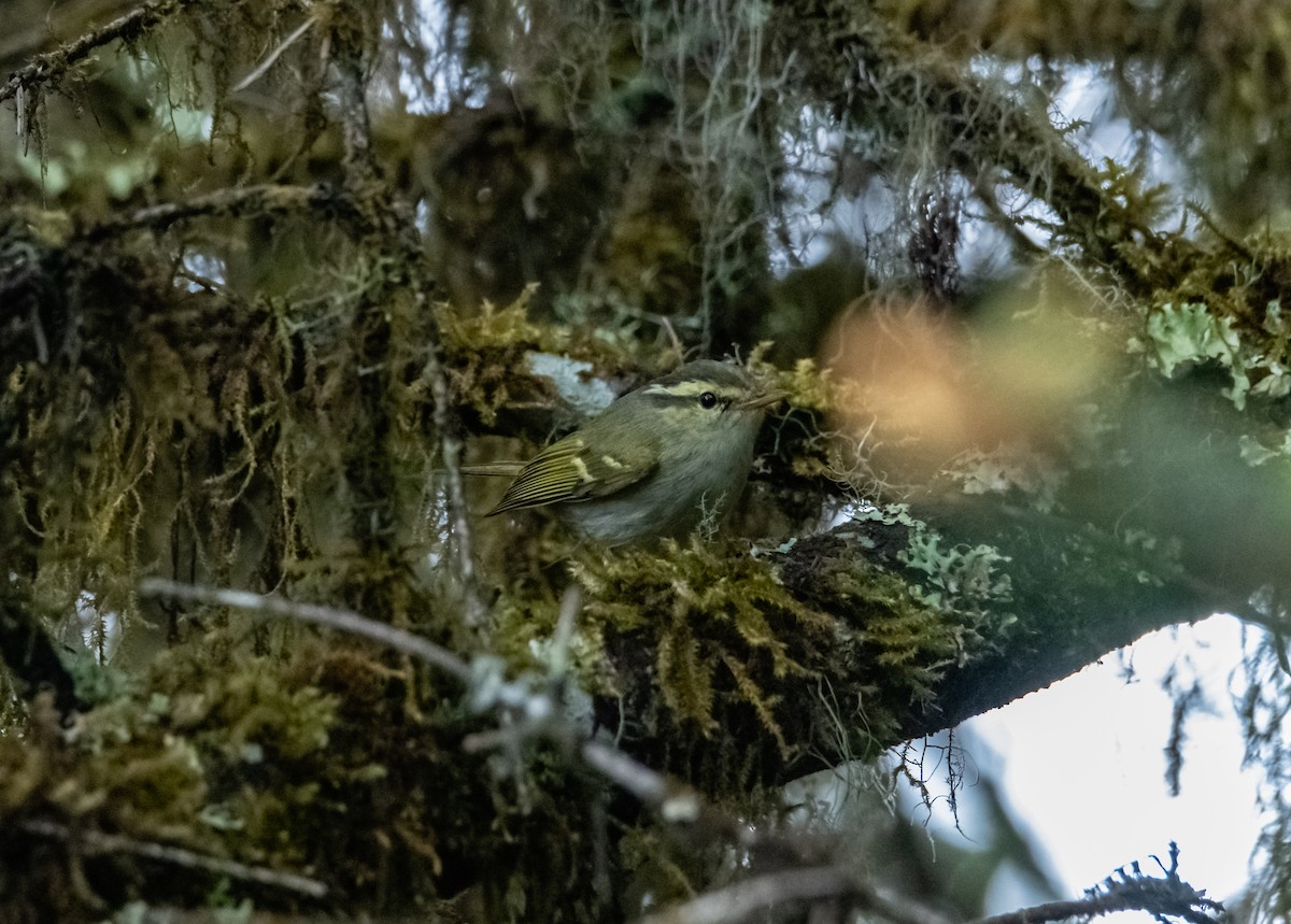 Blyth's Leaf Warbler - ML619657921