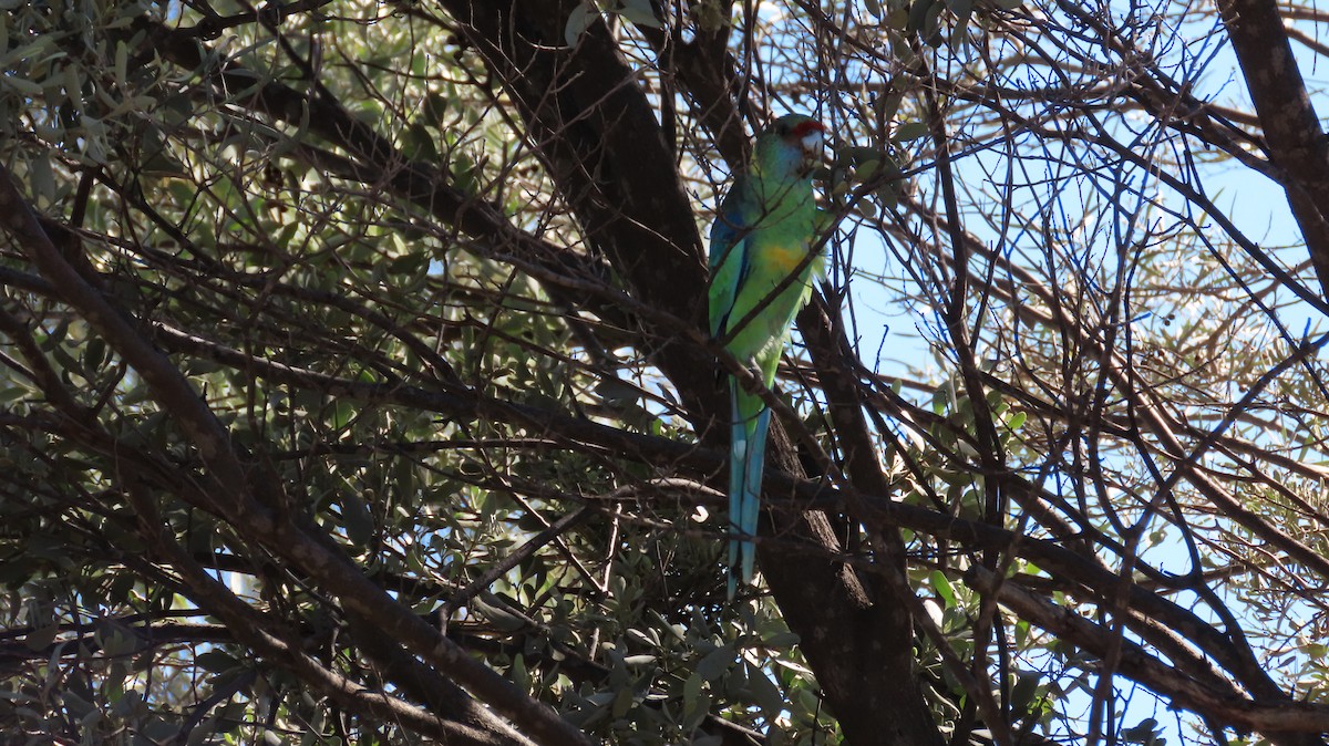 Australian Ringneck (Mallee) - Sarah Maddox