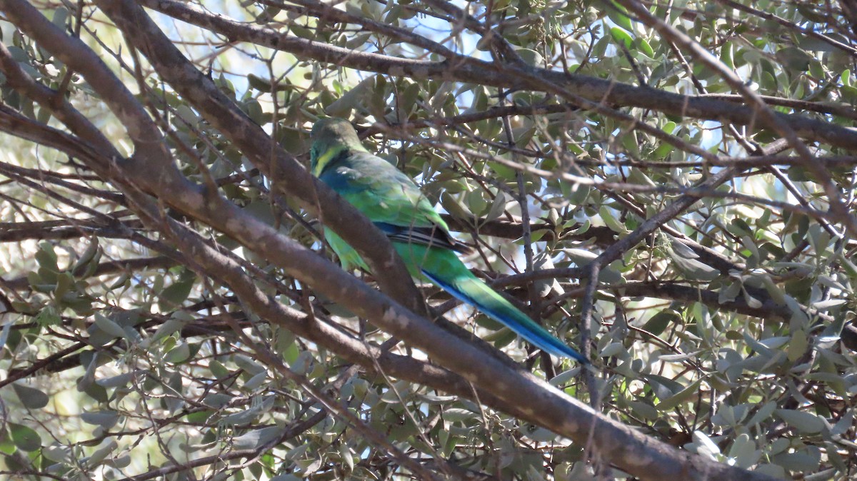 Australian Ringneck (Mallee) - Sarah Maddox