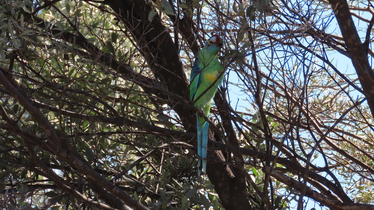 Australian Ringneck (Mallee) - Sarah Maddox