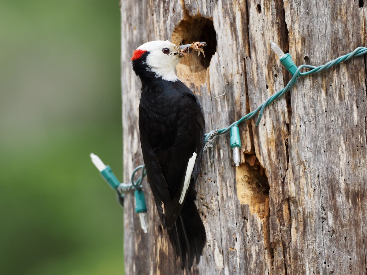 White-headed Woodpecker - Timothy Garland