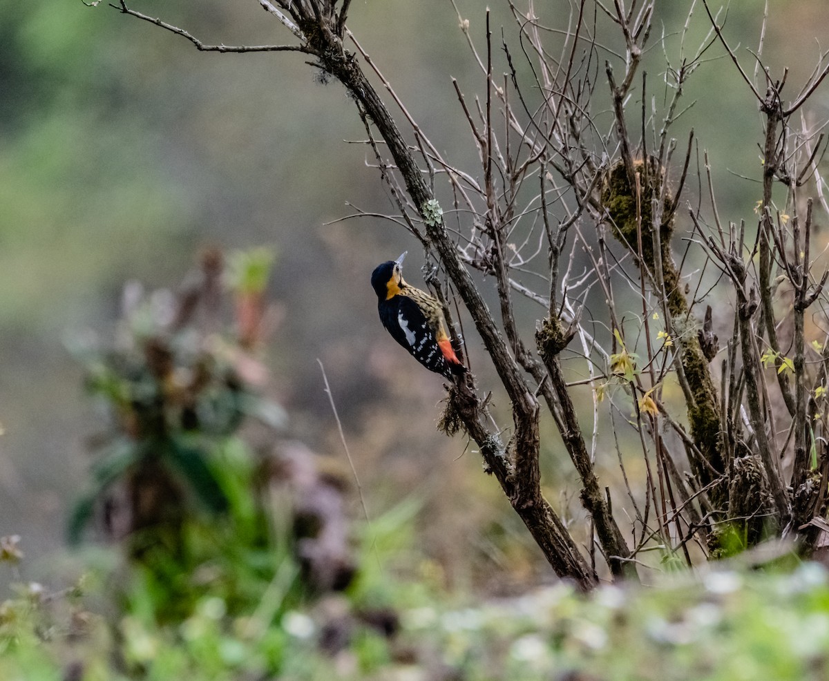 Darjeeling Woodpecker - ML619657931