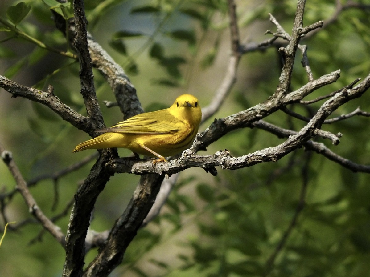 Yellow Warbler - ML619657934