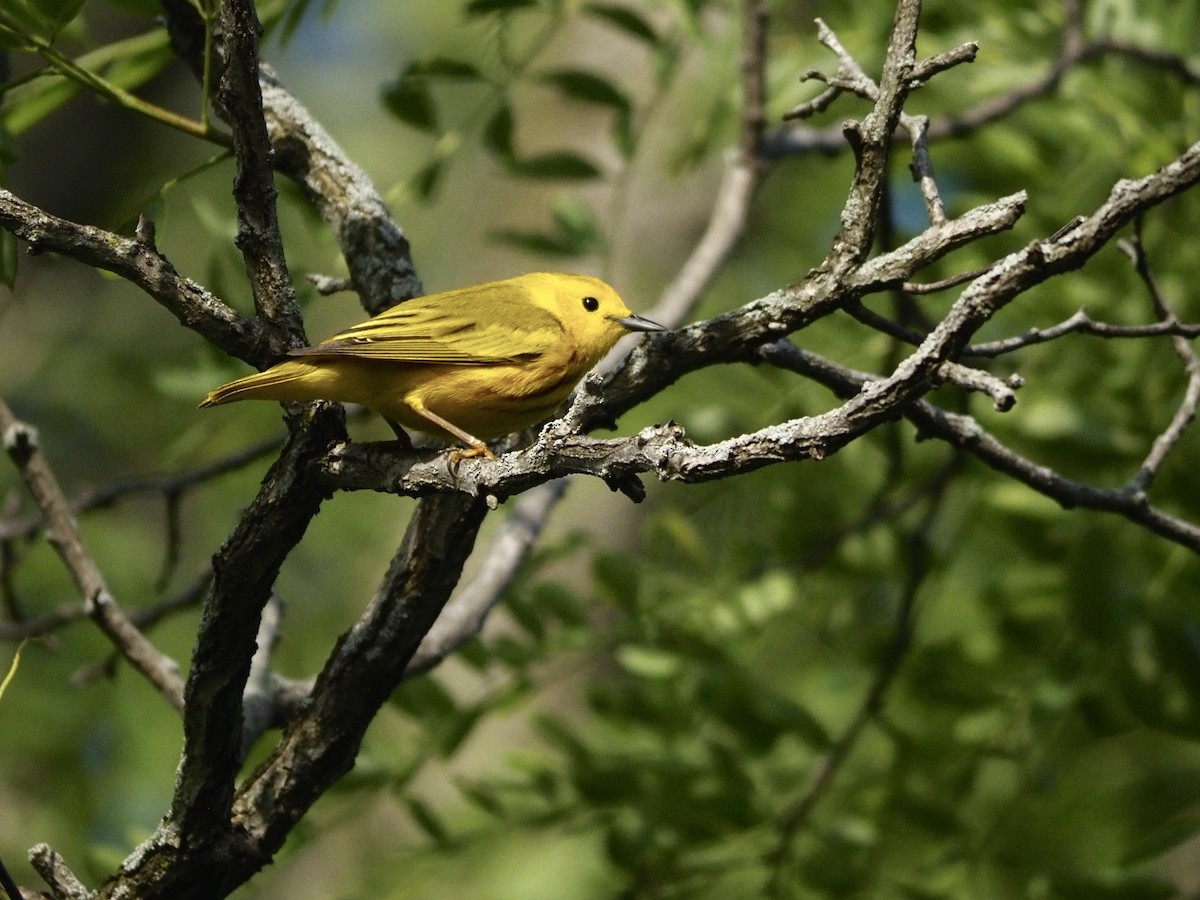 Yellow Warbler - ML619657936