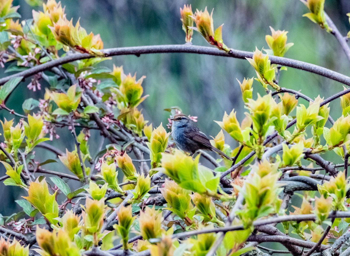 Gray-sided Bush Warbler - Arun Raghuraman