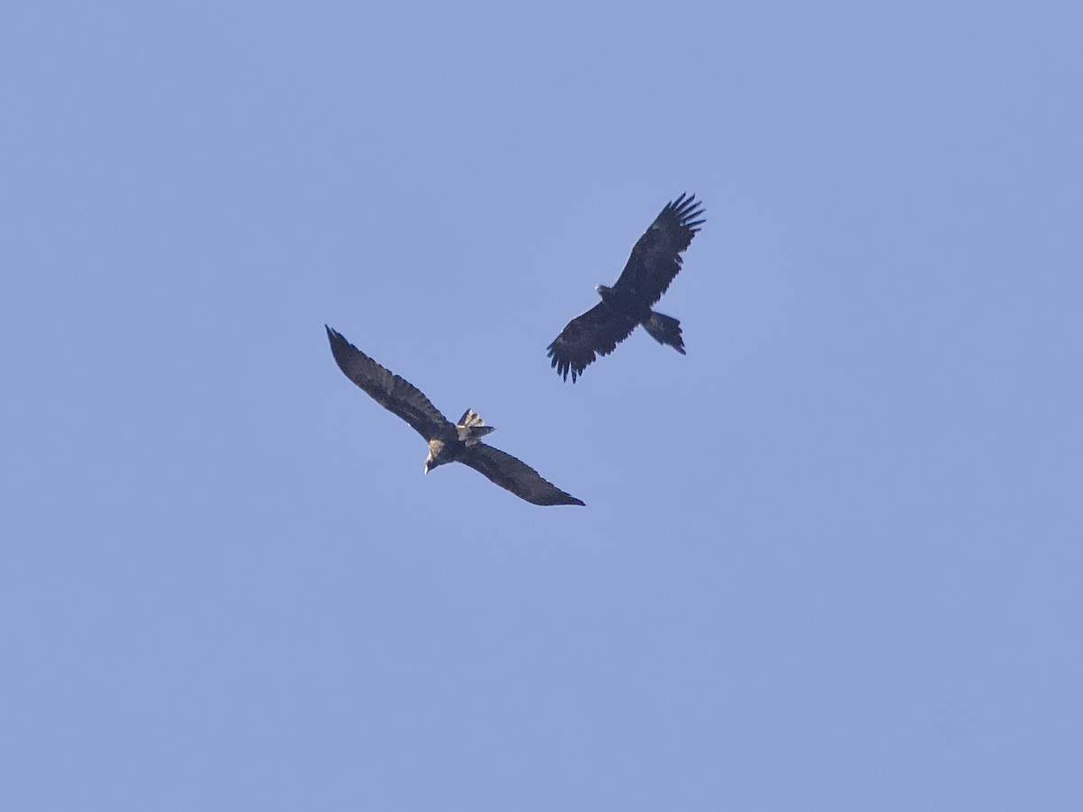 Wedge-tailed Eagle - Allan Johns