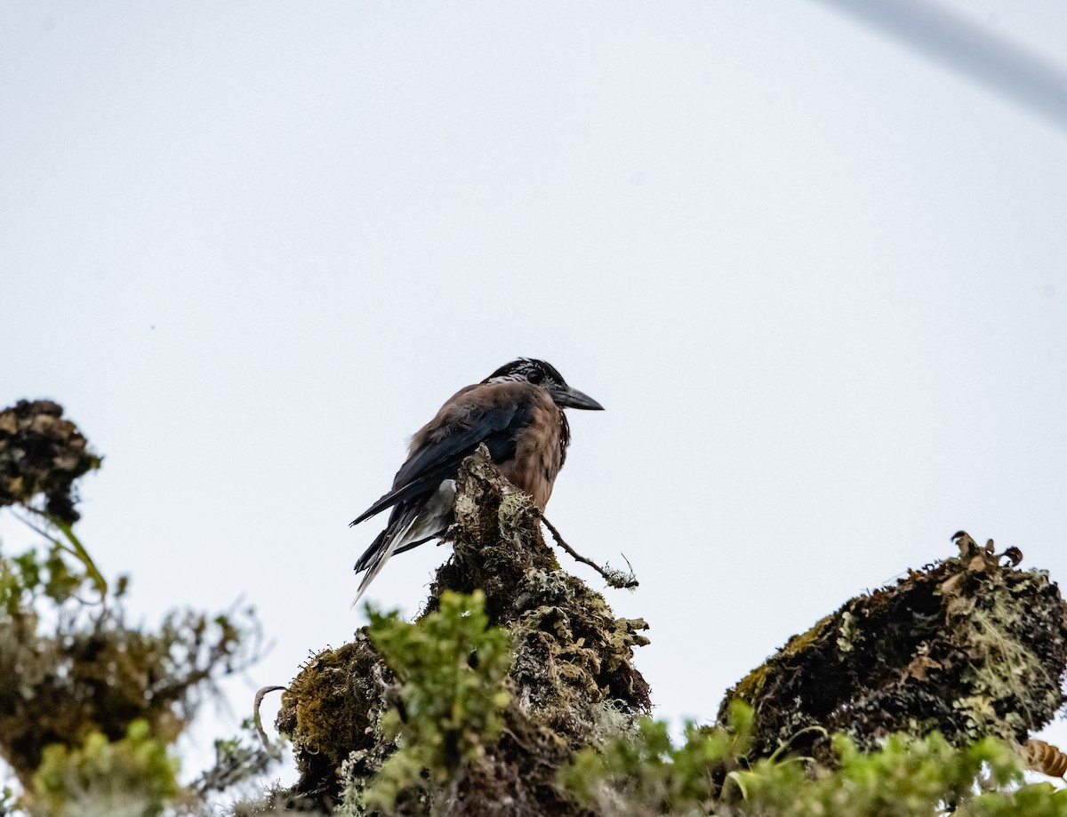 Eurasian Nutcracker - Arun Raghuraman