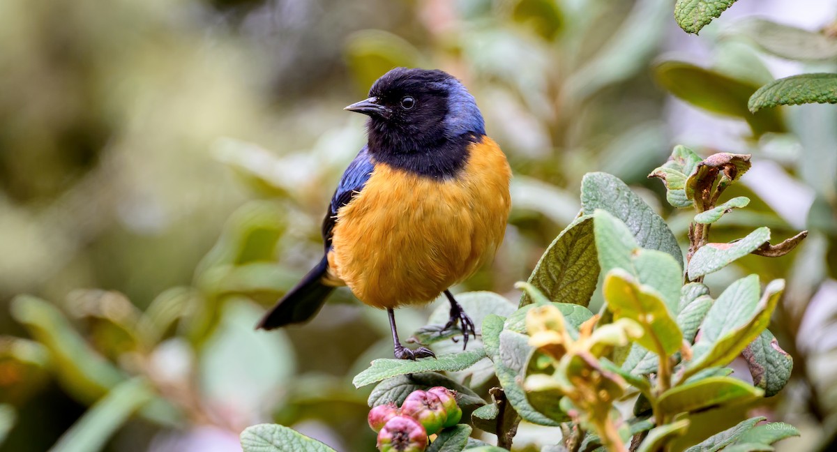 Blue-backed Conebill - Shailesh Pinto