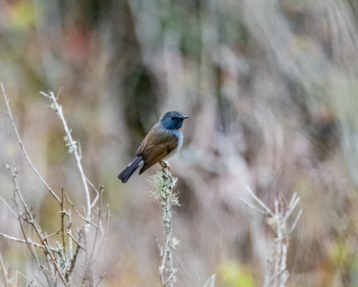 Rufous-gorgeted Flycatcher - ML619657948