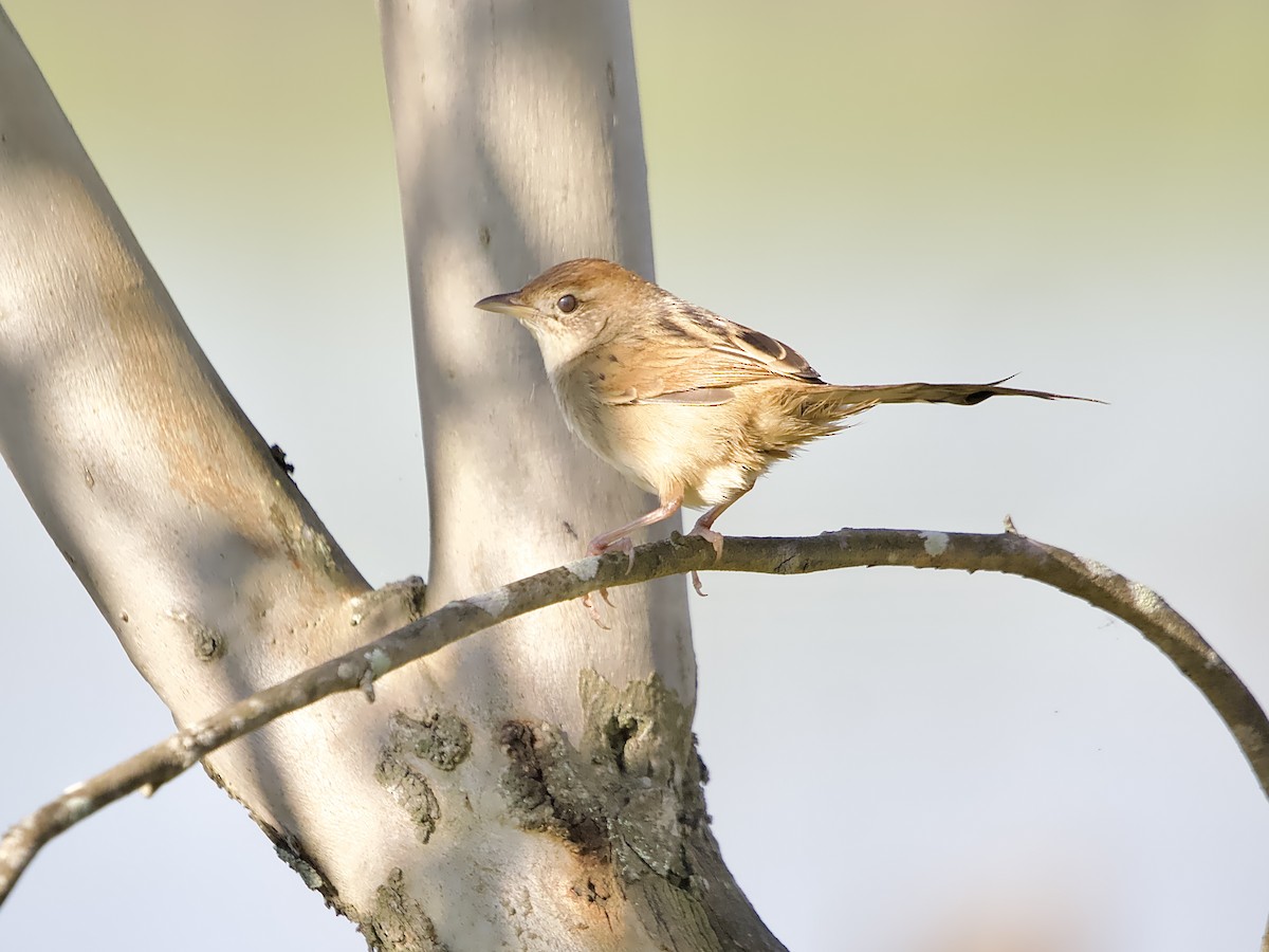 Tawny Grassbird - Allan Johns