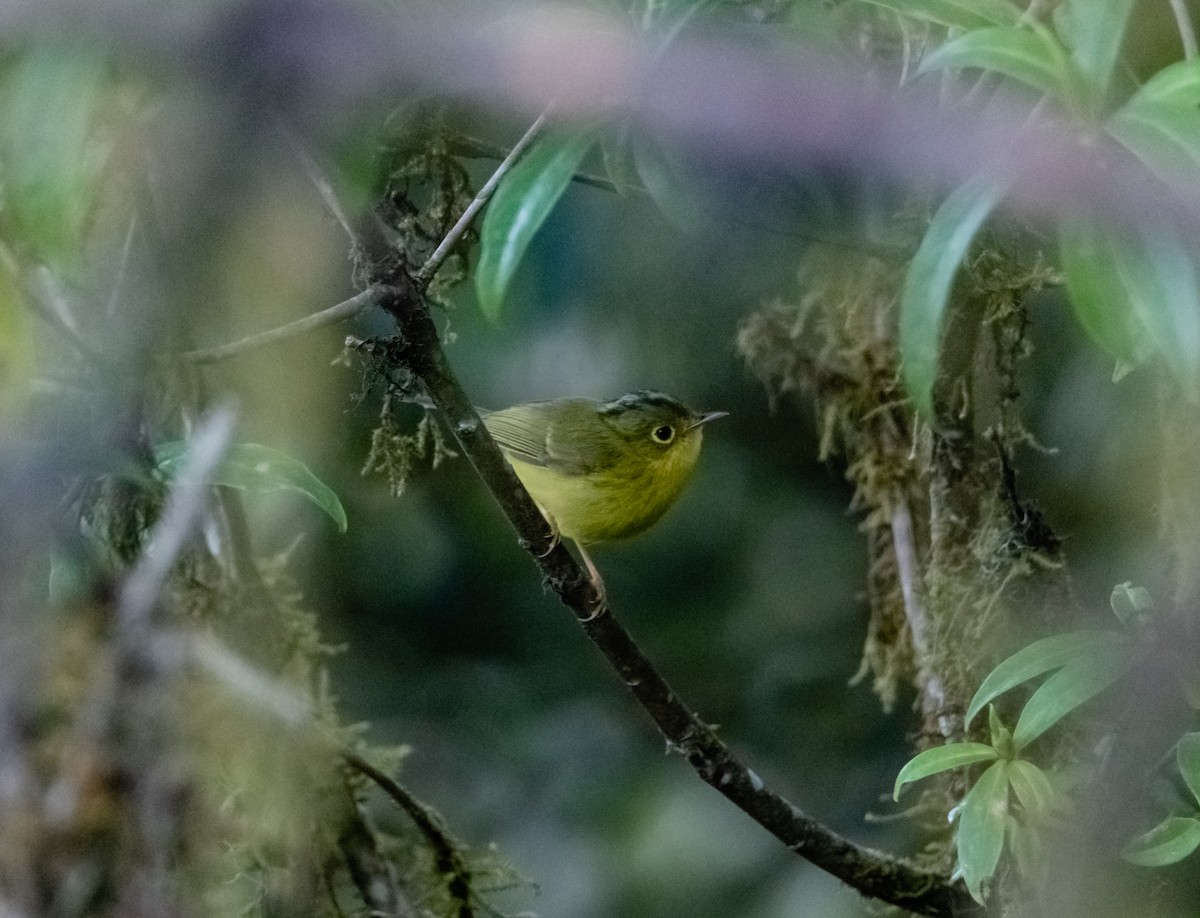 Whistler's Warbler - Arun Raghuraman