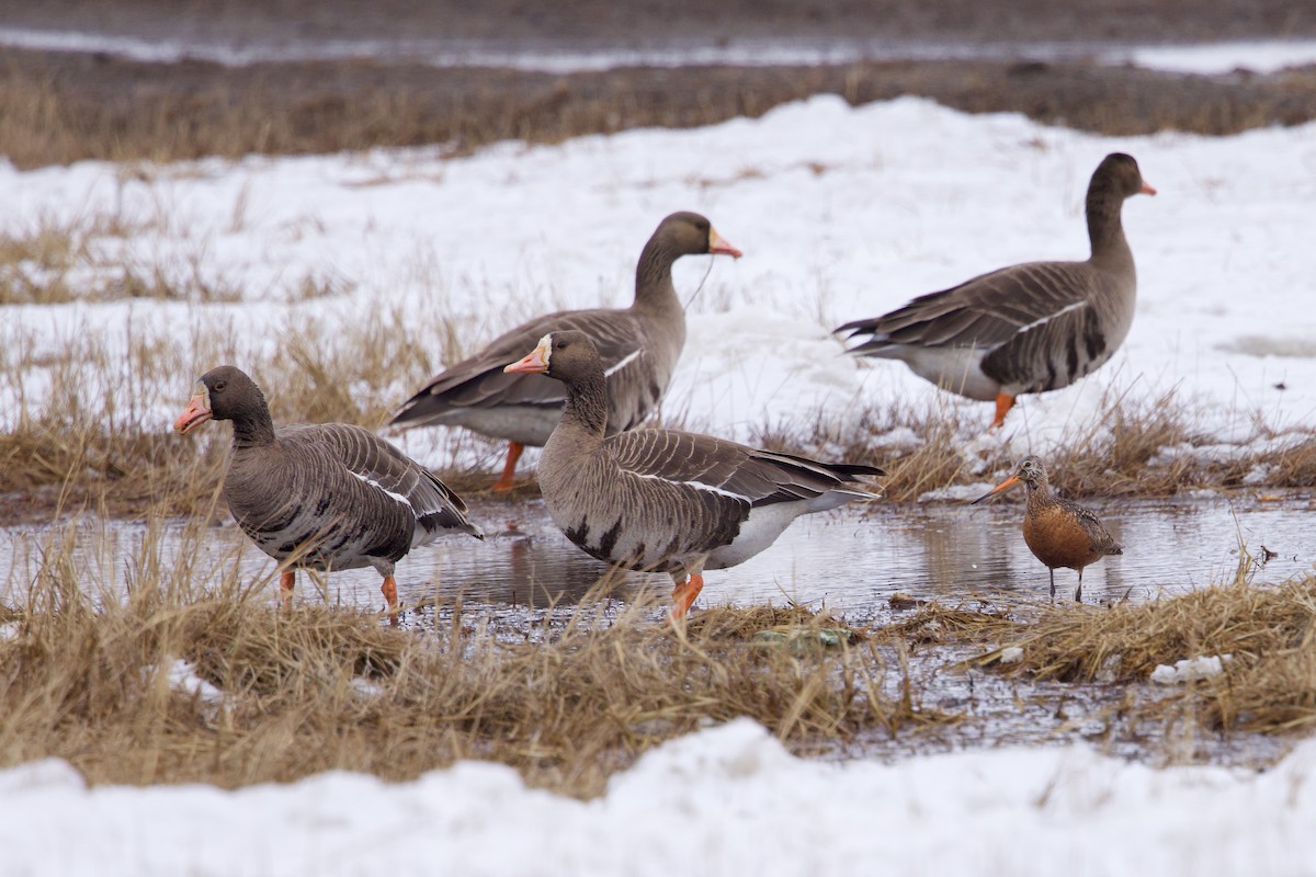 Hudsonian Godwit - ML619657955