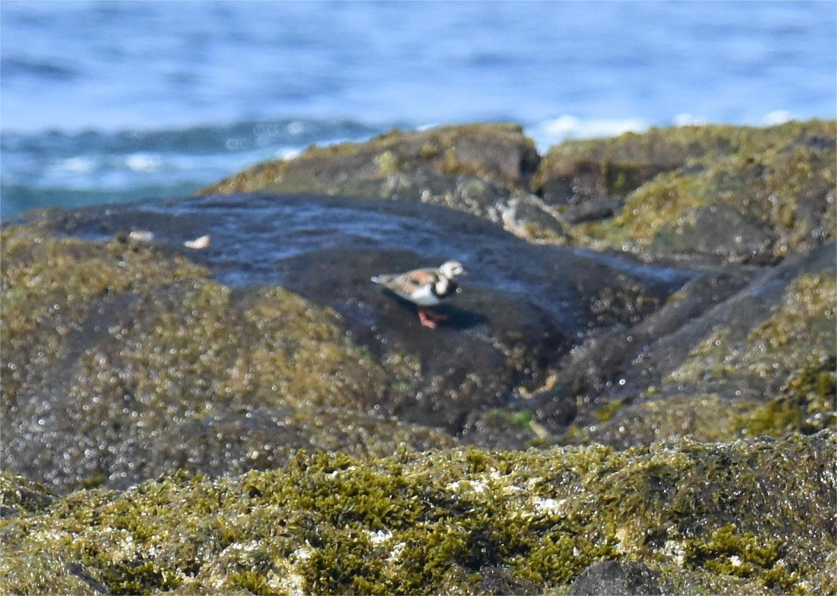 Ruddy Turnstone - Zachary Peterson