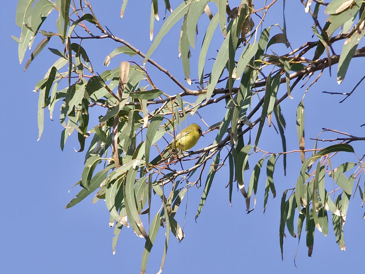 Yellow Thornbill - Allan Johns