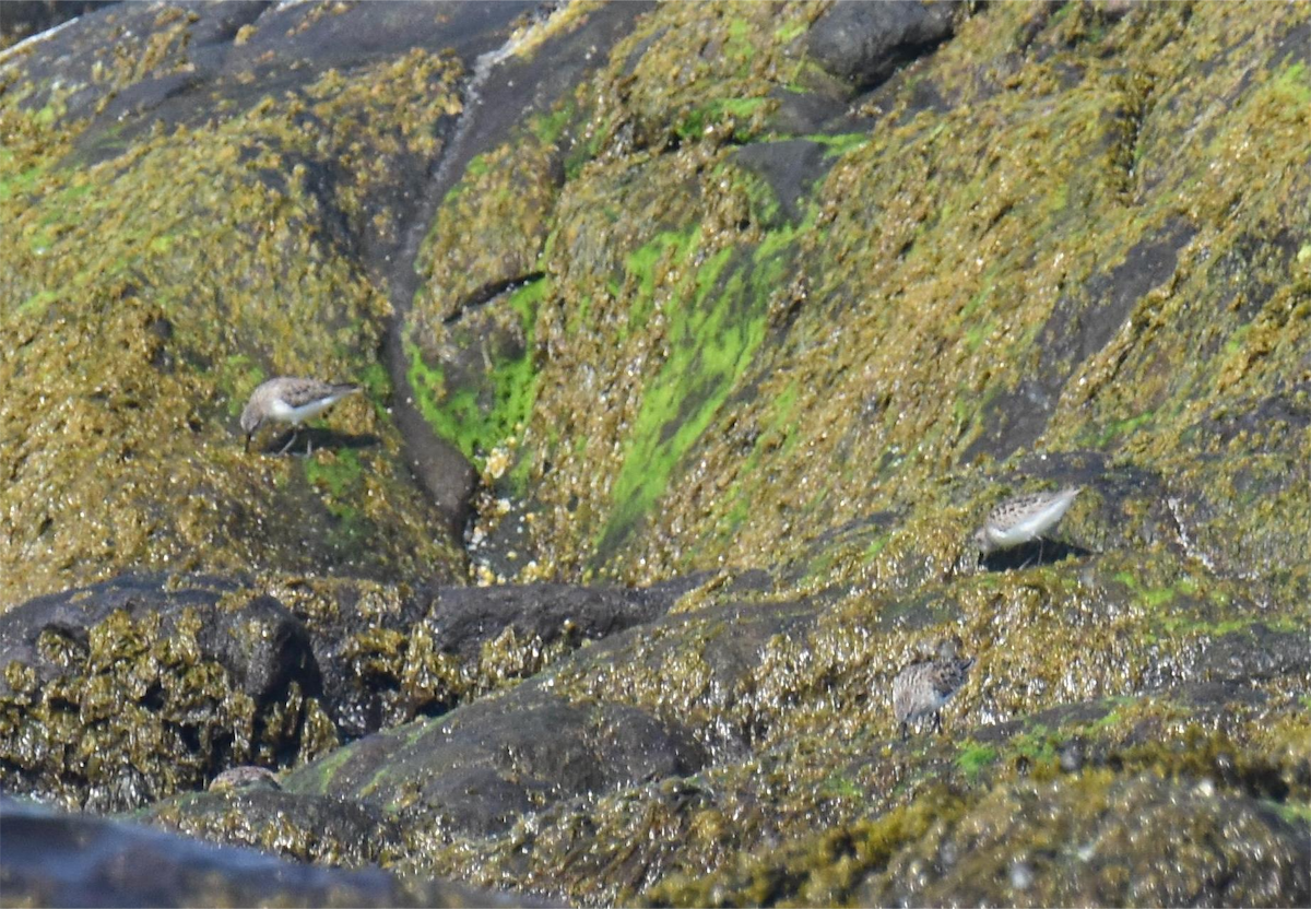 Semipalmated Sandpiper - Zachary Peterson