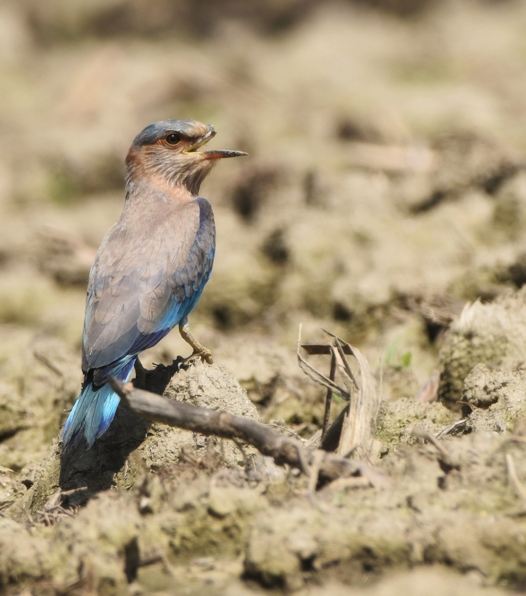 Indian Roller - Gyanchandra Gyani