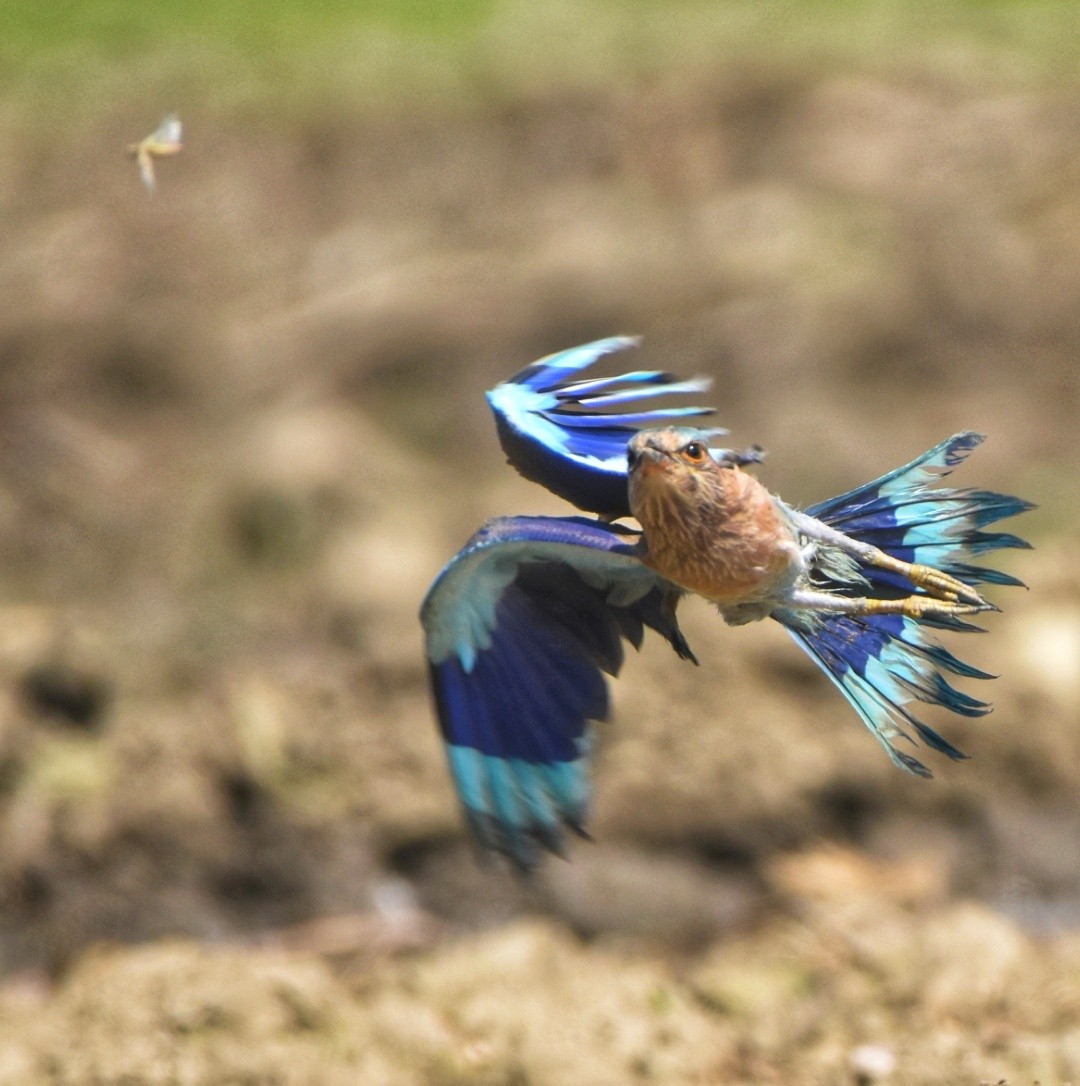 Indian Roller - Gyanchandra Gyani