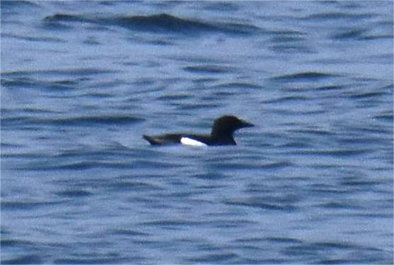 Black Guillemot - ML619657966